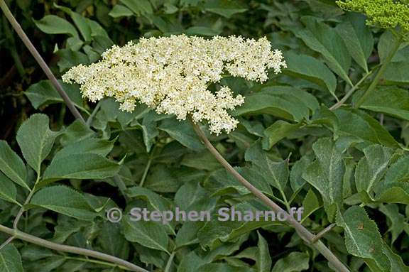 sambucus nigra ssp caerulea 5 graphic